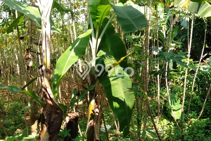 Lahan Investasi Lokasi Babakan Madang Bogor - Lahan Investasi Lokasi Babakan Madang Bogor -