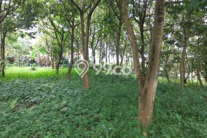 Dijual Tanah 3000m2 di Sentul City, Bogor Dijual Tanah 3000m2 di Sentul City, Bogor