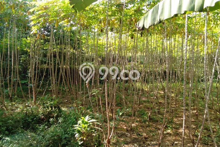 Lahan Investasi Lokasi Babakan Madang Bogor - Lahan Investasi Lokasi Babakan Madang Bogor -