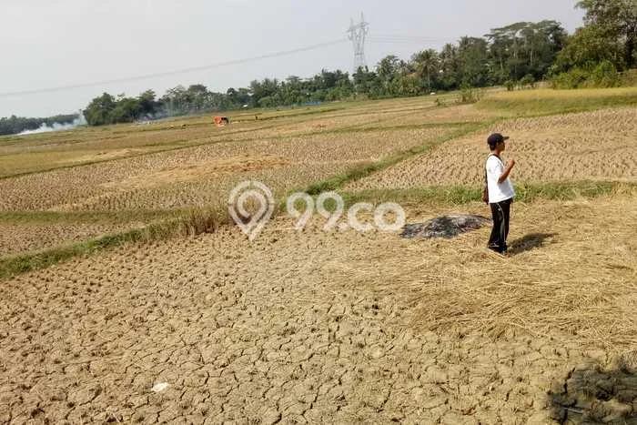 Kavling Tanah Dijual di Pamarayan Serang Spesifikasi 10000m2 Kavling Tanah Dijual di Pamarayan Serang Spesifikasi 10000m2