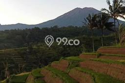 Kavling Tanah Dijual di Wanasaba Lombok Timur Spesifikasi 2000m2 Kavling Tanah Dijual di Wanasaba Lombok Timur Spesifikasi 2000m2