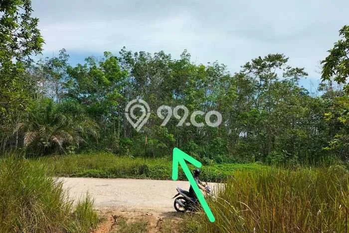 Jual Tanah Area Premium di Babulu, Luas 20000m², Prospek Tinggi Jual Tanah Area Premium di Babulu, Luas 20000m², Prospek Tinggi