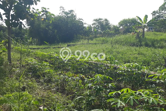 Kavling Tanah Dijual di Bakauheni Lampung Selatan Spesifikasi 80000m2 Kavling Tanah Dijual di Bakauheni Lampung Selatan Spesifikasi 80000m2