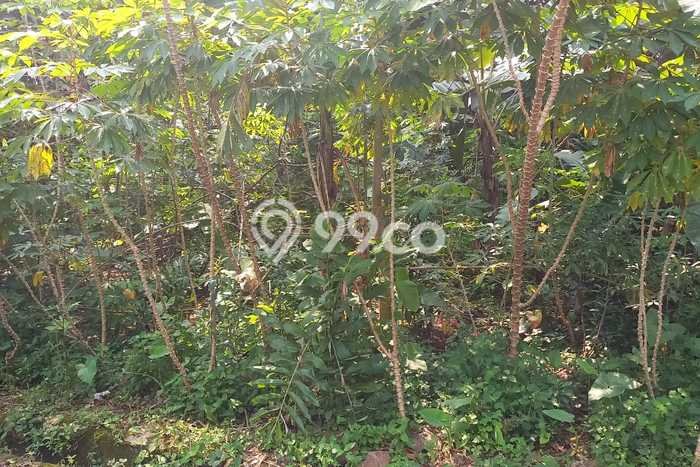 Kavling Tanah di Pamulang Dijual Luas 433m2 Legalitas SHM Kavling Tanah di Pamulang Dijual Luas 433m2 Legalitas SHM