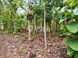 Lahan Investasi Lokasi Karimunjawa Jepara SHM Lahan Investasi Lokasi Karimunjawa Jepara SHM