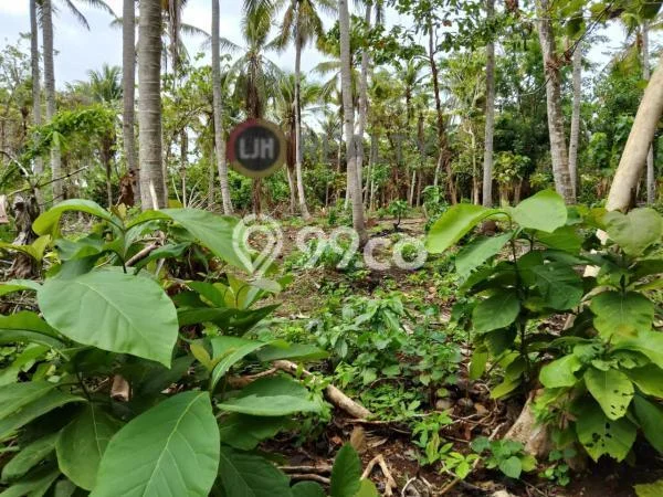 Jarang Ada! Tanah di Karimunjawa Punya Luas 16400m2 SHM Jarang Ada! Tanah di Karimunjawa Punya Luas 16400m2 SHM