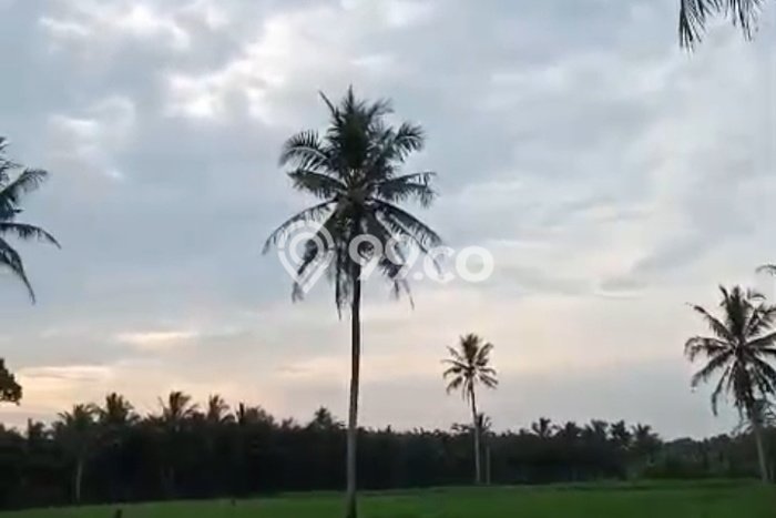 Tanah Dijual Lokasi Kalianda, Lampung Selatan Luas 33000m2 Legalitas Aman Tanah Dijual Lokasi Kalianda, Lampung Selatan Luas 33000m2 Legalitas Aman
