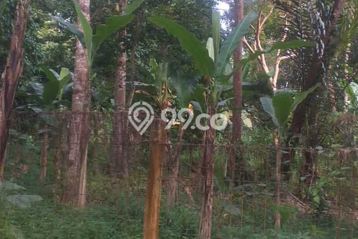 Lahan Dijual Lokasi Padang Cermin, Pesawaran dengan Luas Tanah 50000m2 dan Status AJB Lahan Dijual Lokasi Padang Cermin, Pesawaran dengan Luas Tanah 50000m2 dan Status AJB