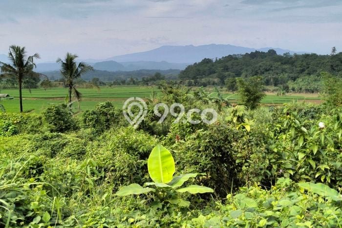 Tanah Kavling untuk Dijual di Kalijati Subang 8400m2 Tanah Kavling untuk Dijual di Kalijati Subang 8400m2