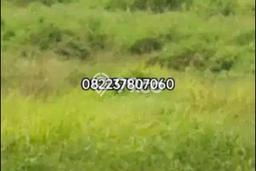 Tanah di Rembang, Pasuruan Luas 6000m2 Dijual Segera Tanah di Rembang, Pasuruan Luas 6000m2 Dijual Segera
