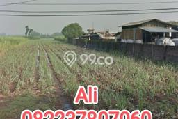 Lahan Dijual Lokasi Mojoagung, Jombang dengan Luas Tanah 20000m2 dan Status SHM Lahan Dijual Lokasi Mojoagung, Jombang dengan Luas Tanah 20000m2 dan Status SHM