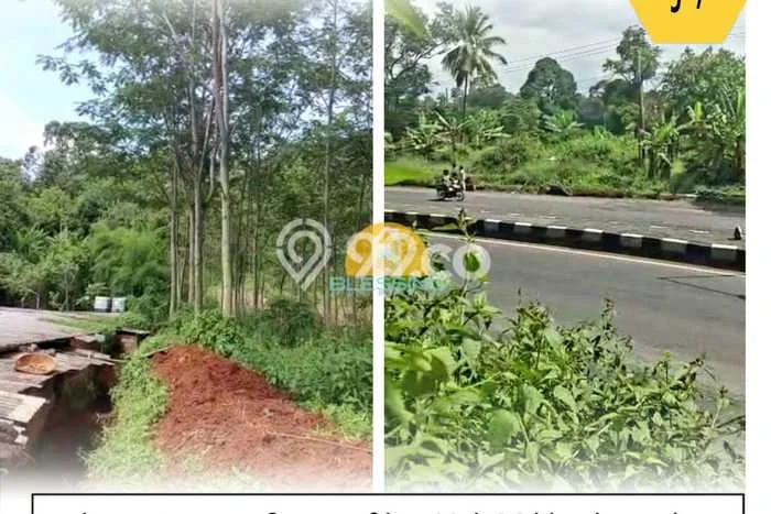 Kavling Tanah di Banyuputih Dijual Luas 7000m2 Legalitas SHM Kavling Tanah di Banyuputih Dijual Luas 7000m2 Legalitas SHM