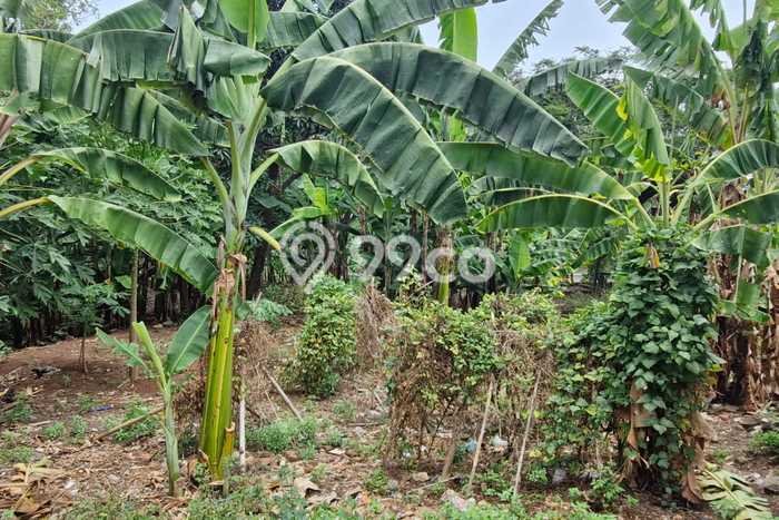 Lahan Kosong Dijual di Ngaliyan, Semarang, Luas 259m2 Area Strategis Lahan Kosong Dijual di Ngaliyan, Semarang, Luas 259m2 Area Strategis