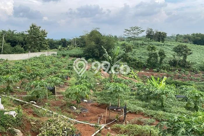 Tanah Kavling di Cihara Dijual dengan Luas 31160m2 Tanah Kavling di Cihara Dijual dengan Luas 31160m2