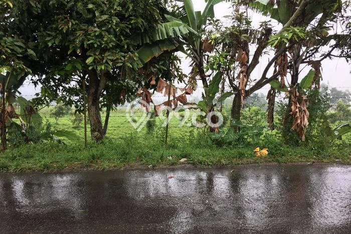 Kavling Tanah di Ciwidey Dijual Luas 4640m2 Legalitas SHM Kavling Tanah di Ciwidey Dijual Luas 4640m2 Legalitas SHM