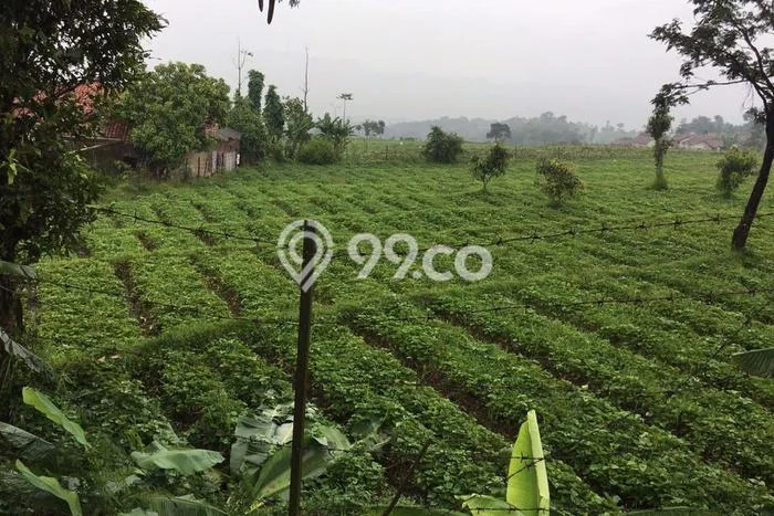 Kavling Tanah di Ciwidey Dijual Luas 4640m2 Legalitas SHM Kavling Tanah di Ciwidey Dijual Luas 4640m2 Legalitas SHM