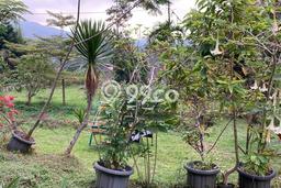 For Sale! Premium House LT 5025m2 Desain Elegan di Cimacan For Sale! Premium House LT 5025m2 Desain Elegan di Cimacan