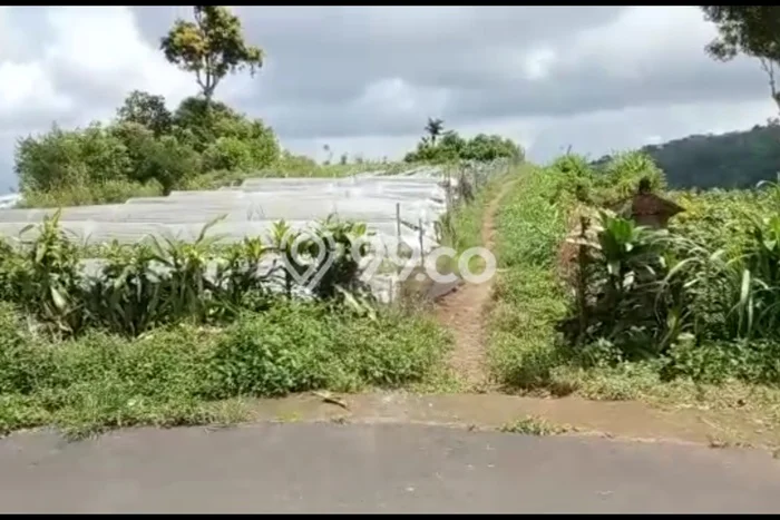 Tanah untuk Dijual Lokasi Banjar, Buleleng Luas 20330m2 SHM Tanah untuk Dijual Lokasi Banjar, Buleleng Luas 20330m2 SHM