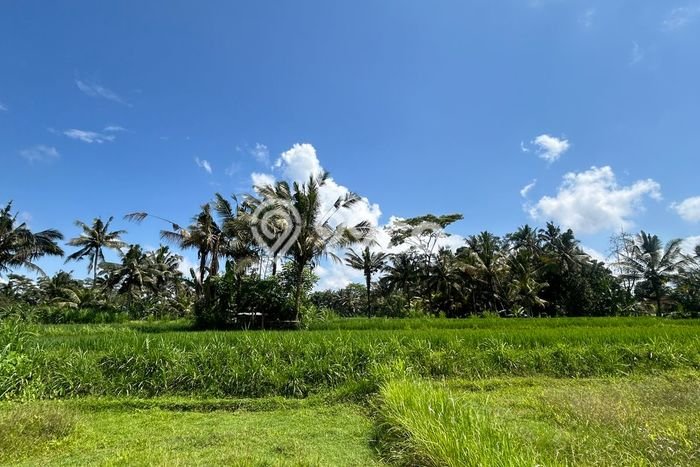 Jarang Ada! Tanah Kavling Disewakan di Gianyar 3100m2 Jarang Ada! Tanah Kavling Disewakan di Gianyar 3100m2