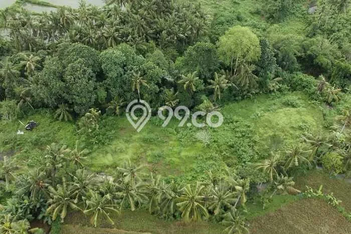 Untuk Disewa Tanah di Gianyar, Luas 3225m2 Area Berkembang Untuk Disewa Tanah di Gianyar, Luas 3225m2 Area Berkembang