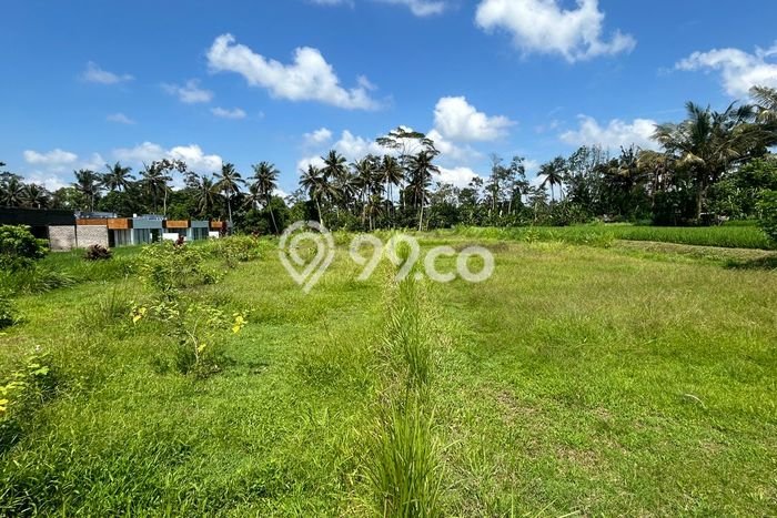 Jarang Ada! Tanah Kavling Disewakan di Gianyar 3100m2 Jarang Ada! Tanah Kavling Disewakan di Gianyar 3100m2