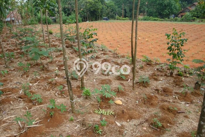 Lahan Kosong Dijual di Bogor Barat, Bogor, Luas 3000m2 Area Strategis Lahan Kosong Dijual di Bogor Barat, Bogor, Luas 3000m2 Area Strategis