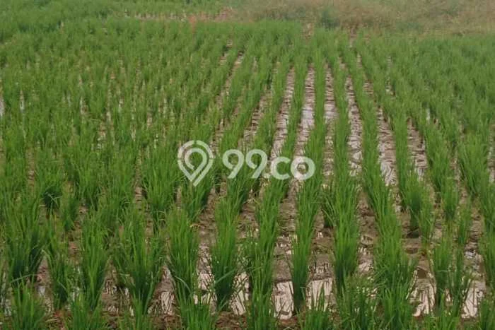 Tanah Strategis Dijual di Jatiwangi Majalengka 80000m2 Tanah Strategis Dijual di Jatiwangi Majalengka 80000m2