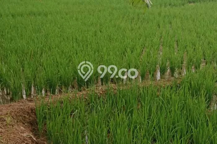 Tanah Strategis Dijual di Jatiwangi Majalengka 80000m2 Tanah Strategis Dijual di Jatiwangi Majalengka 80000m2