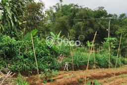 Tanah Kavling Dijual di Puncak, Bogor dengan Luas Tanah 10005m2 Tanah Kavling Dijual di Puncak, Bogor dengan Luas Tanah 10005m2