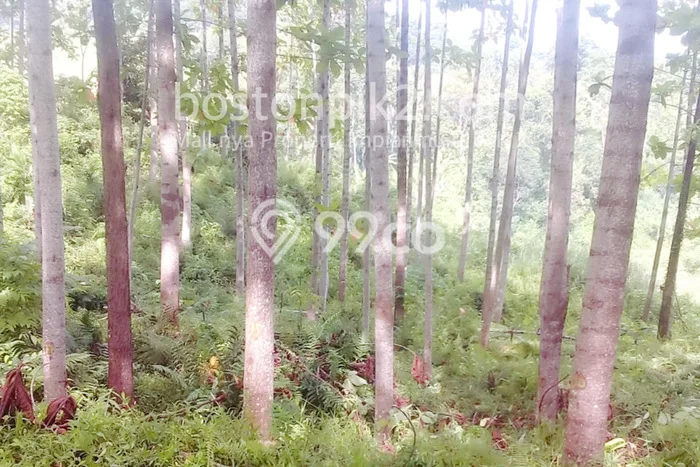 Kavling Tanah Dijual di Bogor Barat, Bogor, Luas 203790m2 Area Strategis Kavling Tanah Dijual di Bogor Barat, Bogor, Luas 203790m2 Area Strategis