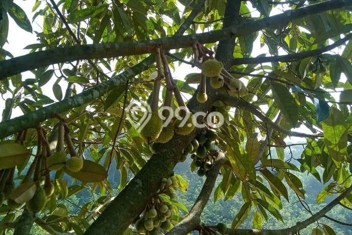 Lahan Strategis di Cianjur Dijual dengan Luas 57500m2 Lahan Strategis di Cianjur Dijual dengan Luas 57500m2