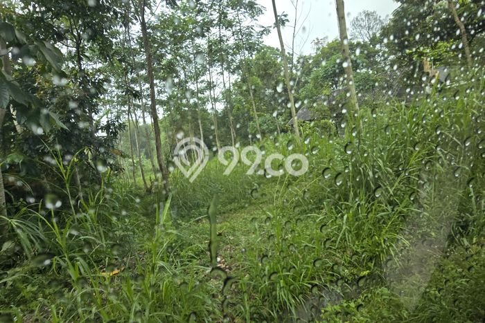 Kavling Tanah di Argomulyo Dijual Luas 1100m2 Legalitas SHM Kavling Tanah di Argomulyo Dijual Luas 1100m2 Legalitas SHM