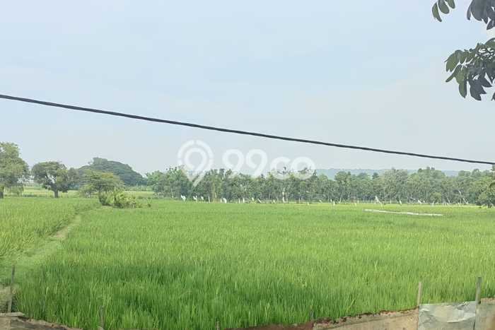 Untuk Dijual Tanah di Widang Tuban Luas 30000m2 SHM Untuk Dijual Tanah di Widang Tuban Luas 30000m2 SHM