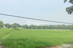 Untuk Dijual Tanah di Widang Tuban Luas 30000m2 SHM Untuk Dijual Tanah di Widang Tuban Luas 30000m2 SHM
