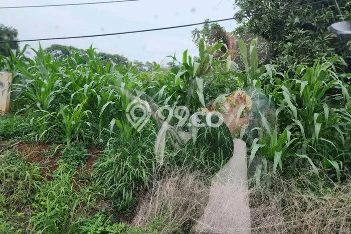 Dijual Tanah 31000m2 di Ujung Pangkah, Gresik Dijual Tanah 31000m2 di Ujung Pangkah, Gresik