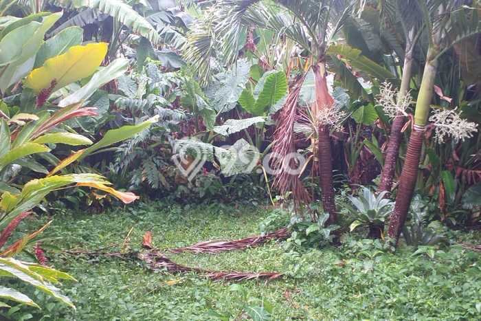 Jarang Ada! Tanah Kavling Disewakan di Badung 550m2 Jarang Ada! Tanah Kavling Disewakan di Badung 550m2
