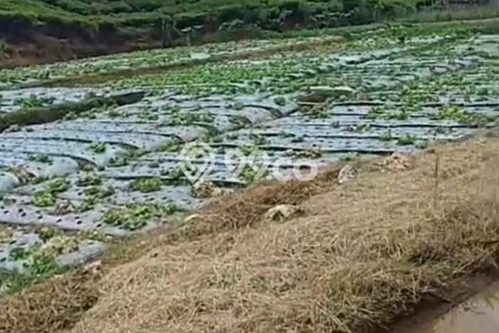 Tanah Dijual Lokasi Ciwidey, Bandung Luas 5600m2 Legalitas Aman Tanah Dijual Lokasi Ciwidey, Bandung Luas 5600m2 Legalitas Aman