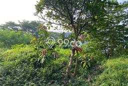 Tanah Dijual di Jakarta Selatan Seluas 146m2 Strategis Tanah Dijual di Jakarta Selatan Seluas 146m2 Strategis