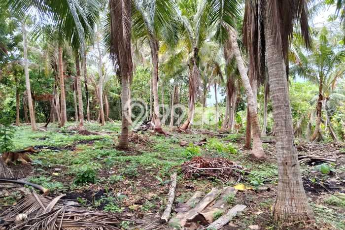 Kavling Tanah Dijual di Karimunjawa, Jepara, Luas 16400m2 Area Strategis Kavling Tanah Dijual di Karimunjawa, Jepara, Luas 16400m2 Area Strategis