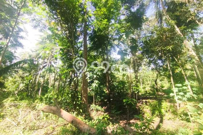Untuk Dijual Tanah di Pengasih Kulon Progo Luas 1662m2 SHM Untuk Dijual Tanah di Pengasih Kulon Progo Luas 1662m2 SHM