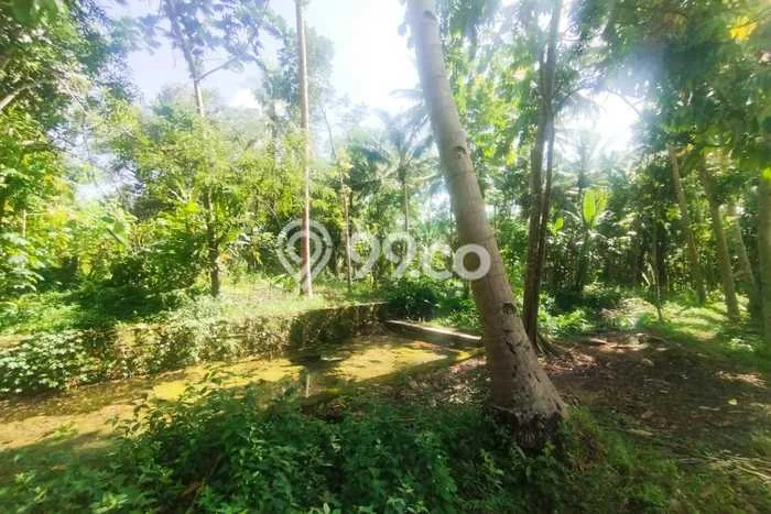 Untuk Dijual Tanah di Pengasih Kulon Progo Luas 1662m2 SHM Untuk Dijual Tanah di Pengasih Kulon Progo Luas 1662m2 SHM