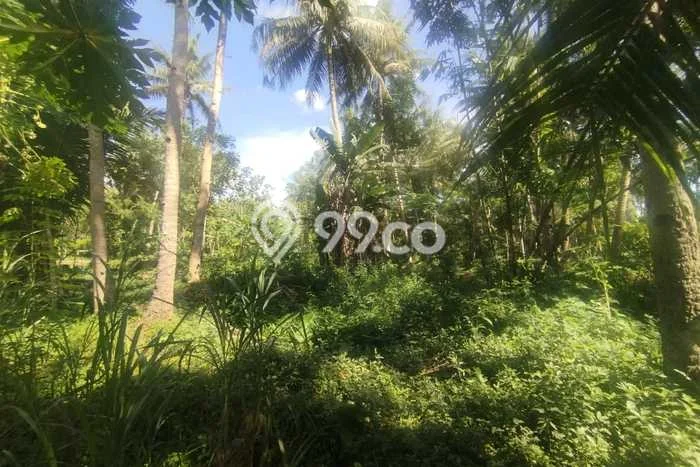 Untuk Dijual Tanah di Pengasih Kulon Progo Luas 1662m2 SHM Untuk Dijual Tanah di Pengasih Kulon Progo Luas 1662m2 SHM