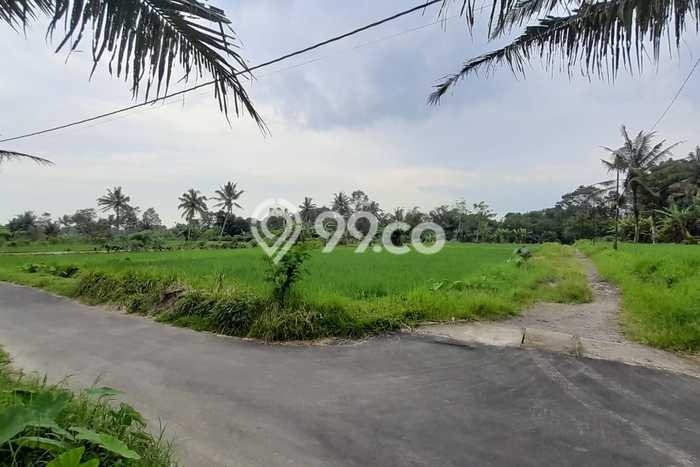 Jarang Ada! Tanah di Sleman Punya Luas 2244m2 SHM Jarang Ada! Tanah di Sleman Punya Luas 2244m2 SHM