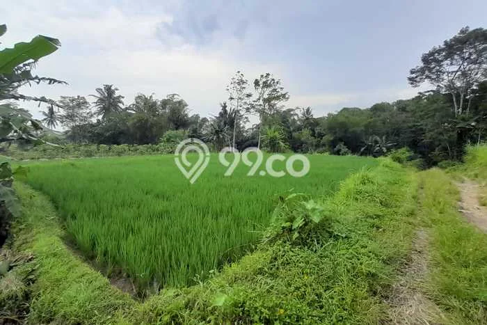 Jarang Ada! Tanah di Sleman Punya Luas 2244m2 SHM Jarang Ada! Tanah di Sleman Punya Luas 2244m2 SHM