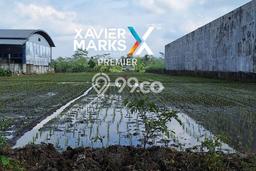 Lahan Investasi Lokasi Pakisaji Malang SHM Lahan Investasi Lokasi Pakisaji Malang SHM
