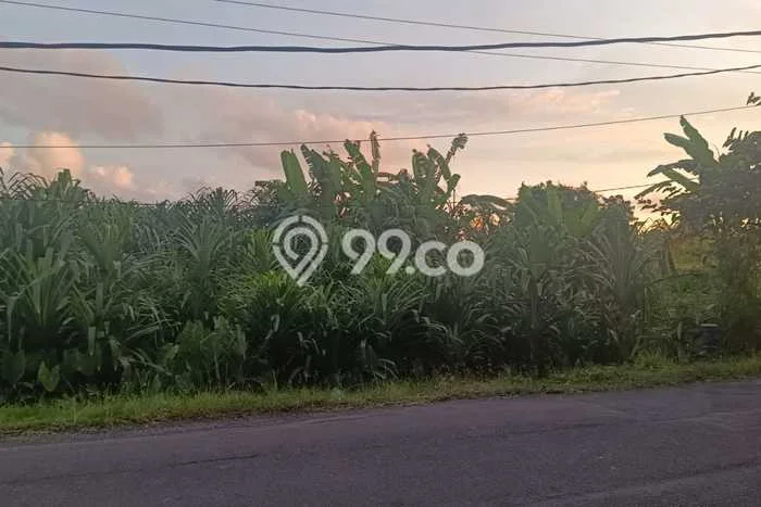 Tanah Disewa di Munggu Strategis dan Memiliki Luas 500m2 Tanah Disewa di Munggu Strategis dan Memiliki Luas 500m2