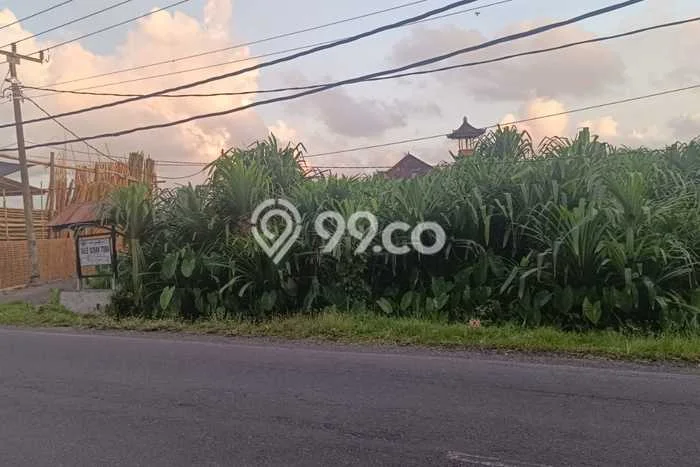 Tanah Disewa di Munggu Strategis dan Memiliki Luas 500m2 Tanah Disewa di Munggu Strategis dan Memiliki Luas 500m2