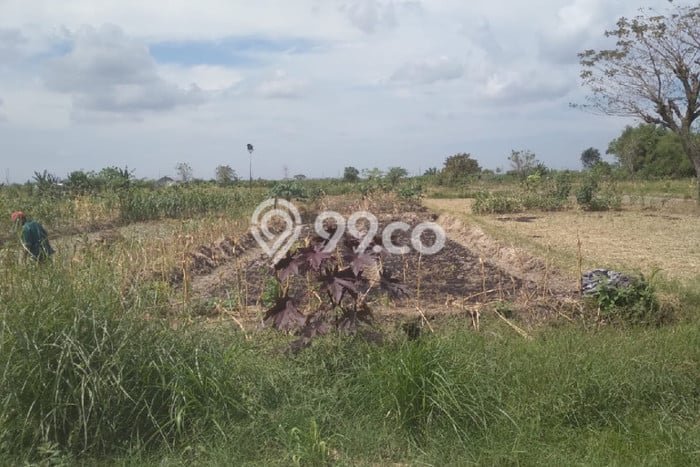 Tanah Dijual Lokasi Kedamean, Gresik Luas 2025m2 Legalitas Aman Tanah Dijual Lokasi Kedamean, Gresik Luas 2025m2 Legalitas Aman
