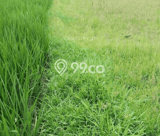 Tanah Kavling di Minggir Sleman Disewakan dengan Luas 520m2 Tanah Kavling di Minggir Sleman Disewakan dengan Luas 520m2