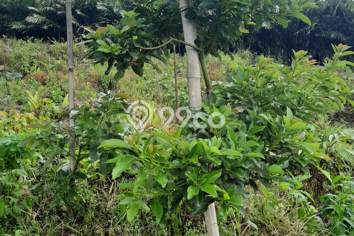 Tanah Kavling untuk Dijual di Sagalaherang Subang 45000m2 Tanah Kavling untuk Dijual di Sagalaherang Subang 45000m2